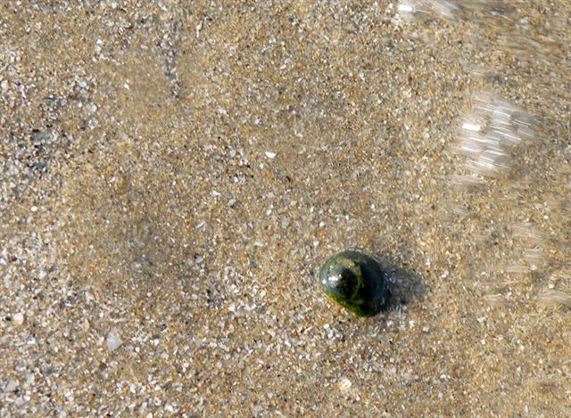 Molluschi delle spiagge adriatiche: Cyclope neritea
